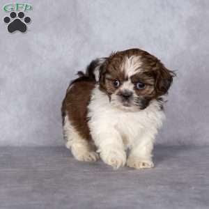 Cupcake (Tiny), Shih Tzu Puppy